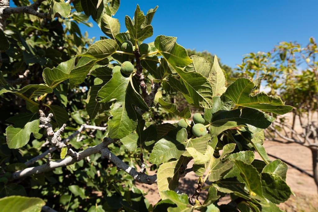 Vivienda Vacacional Ca' Pepita Y Jose El Albercon Εξωτερικό φωτογραφία